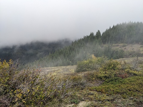 Mist flows over mountain top covered in pine trees intermingled with maples just starting to turn colors for autumn. Taken on Hamilton Mountain trail, a hiking trail in the Columbia River Gorge and to the east of Vancouver, Washington.
