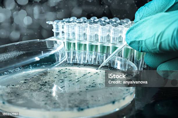 Heben Bakterien Kolonien Für Pdna Klonen Stockfoto und mehr Bilder von Petrischale - Petrischale, Medizinische Probe, Agargel
