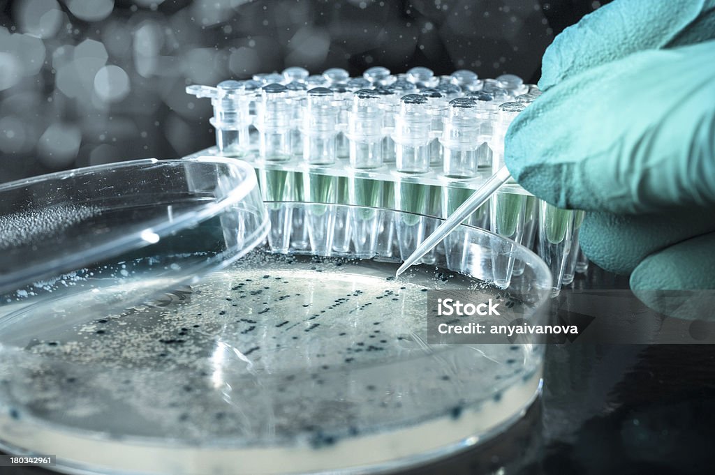 Поднимать бактериального колоний для pDNA клонирования - Стоковые фото Чашка Петри роялти-фри