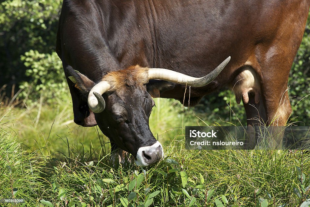 "Maronesa" Vacca, un bovino regionale avanzate dal Portogallo - Foto stock royalty-free di Bovino