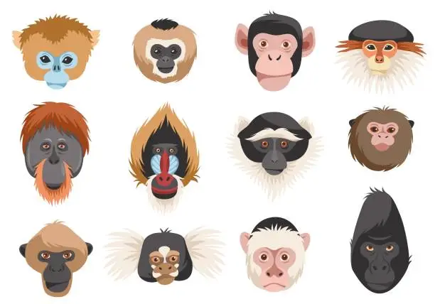 Vector illustration of Monkeys heads. Different breeds primates portraits, funny exotic animals, chimpanzee, orangutan, gorilla and mandrill. Jungle inhabitants cartoon flat style isolated tidy vector set