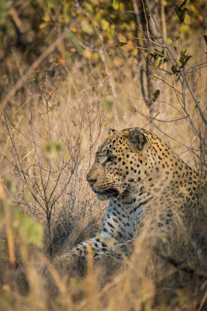 leopardo en la selva de sudáfrica - leopard kruger national park south africa africa fotografías e imágenes de stock