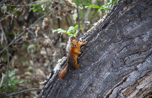 Cute red squirrel in a nature park. Jump and climb trees