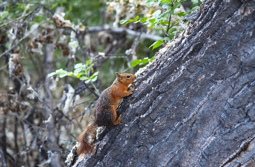 Cute red squirrel in a nature park. Jump and climb trees