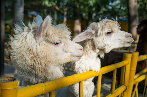 Cute three alpacas close-up. Beautiful and funny animals. Soft selective focus. Blurred background