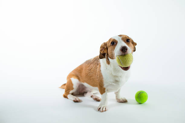 istock Little Brown and White Scruffy Dog with Ball 180345406