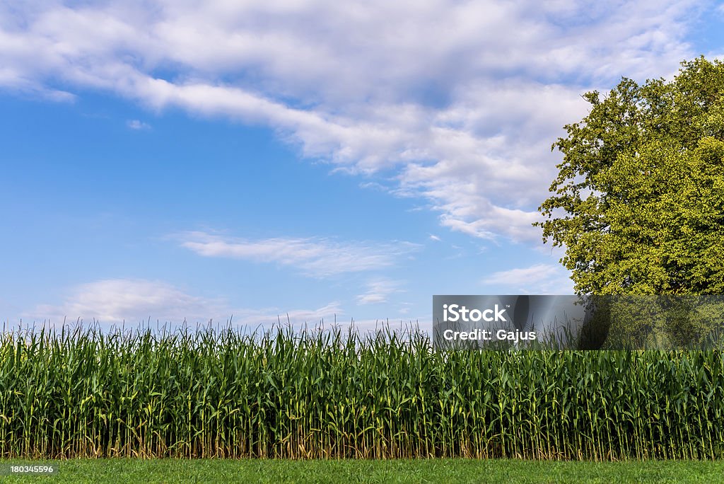 Pole kukurydzy - Zbiór zdjęć royalty-free (Bez ludzi)