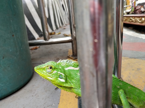 Green chameleon mode standing on iron