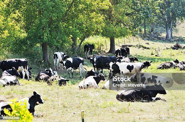 Gado De Leite - Fotografias de stock e mais imagens de Ao Ar Livre - Ao Ar Livre, Bosque, Branco