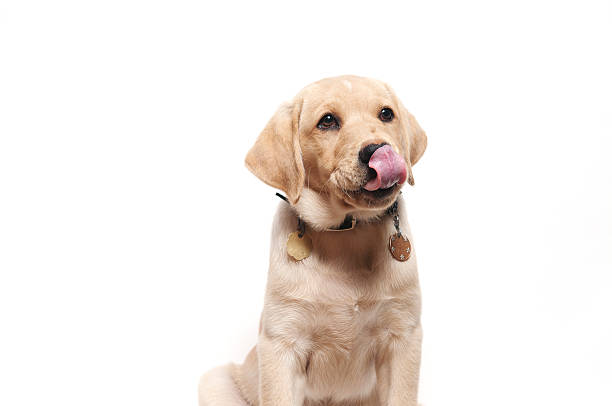 żółty retreiver szczeniak labrador lizanie jej nos - animal tongue zdjęcia i obrazy z banku zdjęć