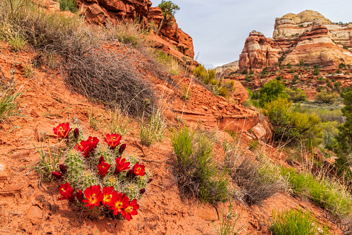 A bright patch of red claret cup cactus just off the trail to lower Calf Creek Falls in Grand Staircase-Escalante National Monument, Utah.
