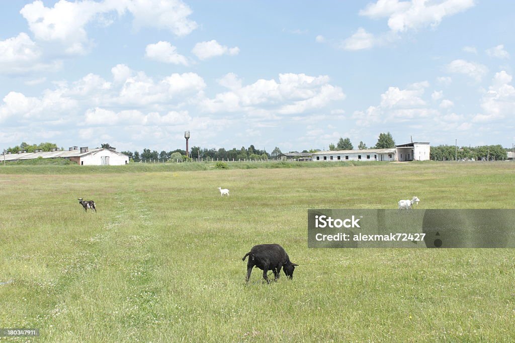 Certains sheeps paissant sur une herbe - Photo de Agriculture libre de droits