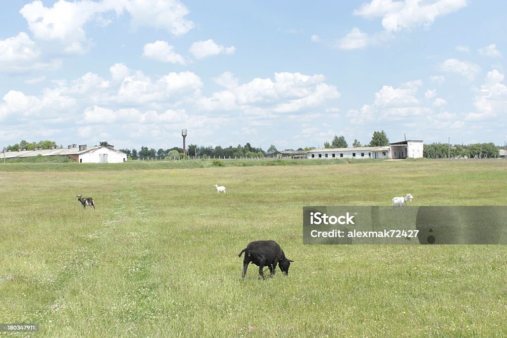 Alcuni sheeps al pascolo su un erba - Foto stock royalty-free di Agricoltura
