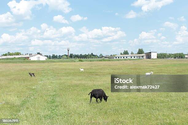 Alcuni Sheeps Al Pascolo Su Un Erba - Fotografie stock e altre immagini di Agricoltura - Agricoltura, Ambientazione esterna, Animale