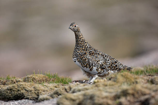 istock Ptarmigan, Lagopus mutus 180348146
