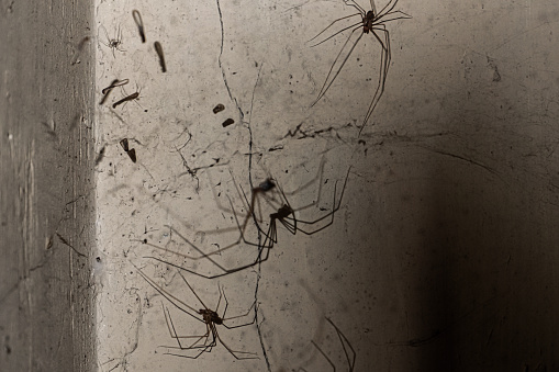A spider on the ceiling of a dirty room