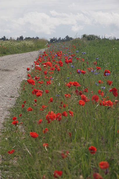 istock flowers an grasses 180348250
