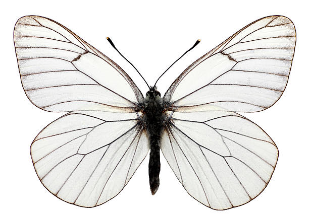 istock Isolated black veined butterfly 180348293