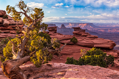 Looking past a juniper tree towards layers of rocks and buttes and the Abajo Mountains, from Dead Horse Point State Park, Utah.