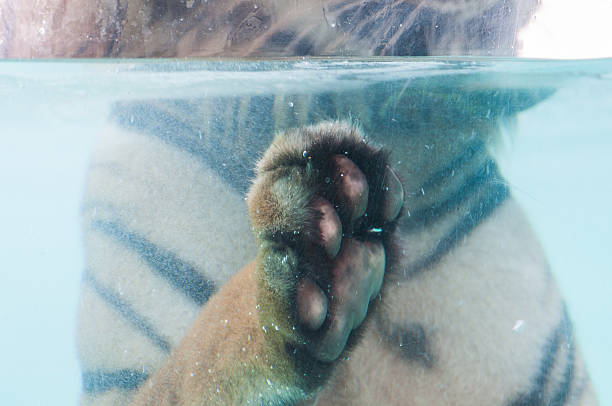 istock Tiger paw in water 180348508