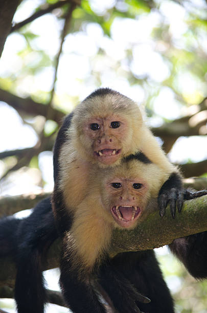 istock Pair of defensive aggressive monkeys showing their teeth 180348829