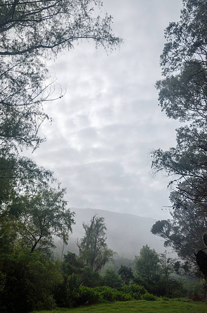 istock Beautiful Mist Shrouded Forest 180348858