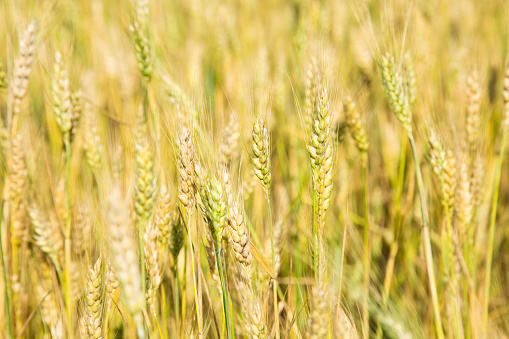 Wheat field isolated as a whole background in the closeup