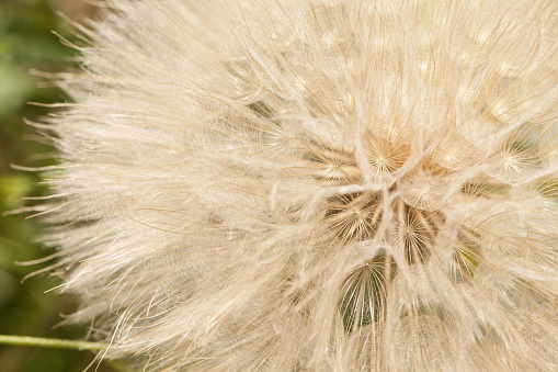 Dandelion close-up. The background is a green grass. It occupies the entiresurface of the image. Close-up.