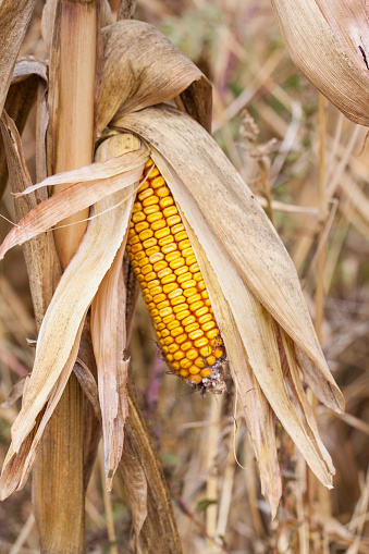 Corn Field located as a whole background in the closeup