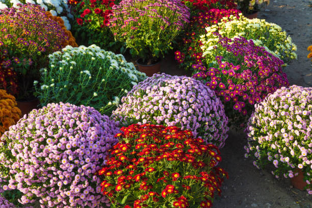 istock Blossoming flowerbeds 1803489978