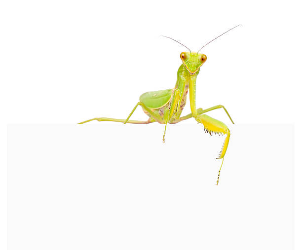 istock Female European Mantis 180349083