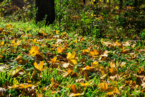 Colorful autumn leaves located as a whole background