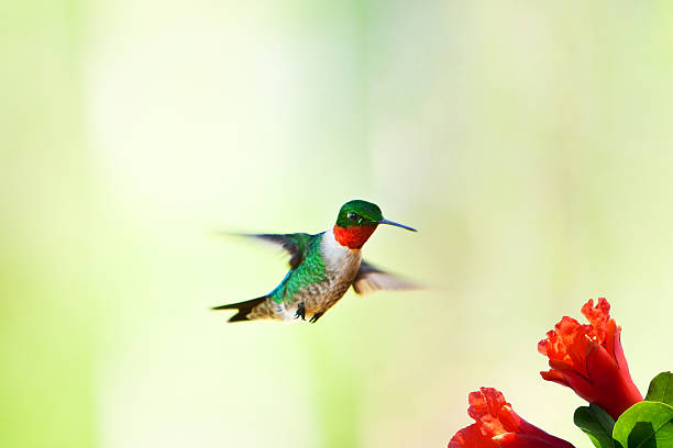 istock Hummingbird flying near flower 180349371