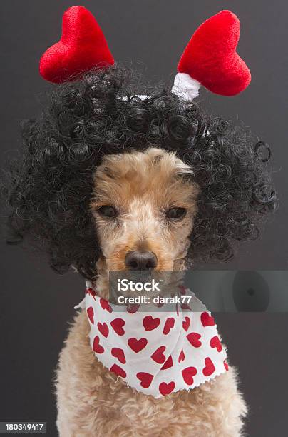 Foto de Poodle Com Um Monte De Copas e mais fotos de stock de Animal - Animal, Animal de estimação, Bandana - Acessório