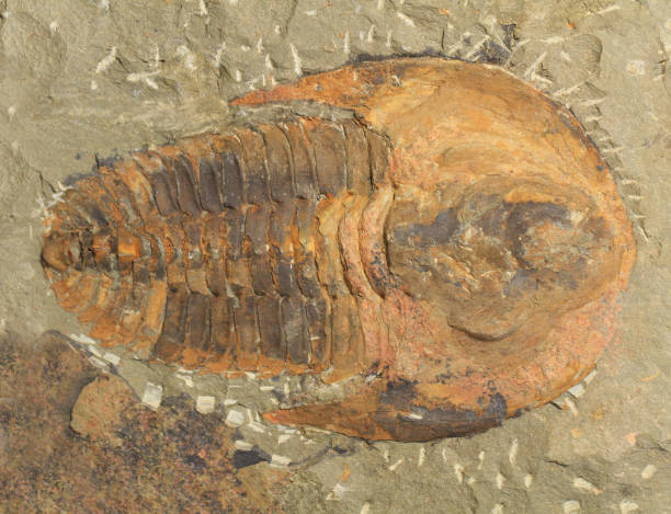 istock trilobite fossil texture 1803496932