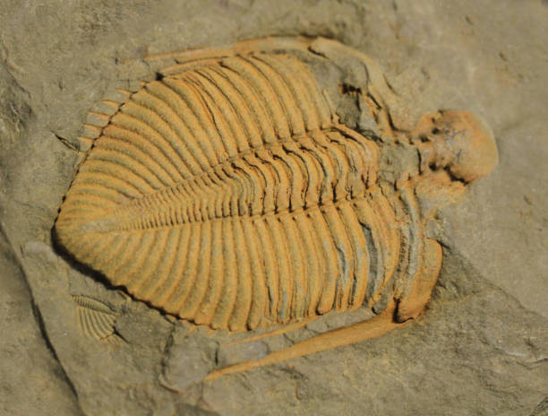 istock trilobite fossil texture 1803496939