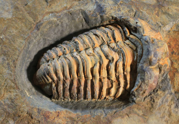 istock trilobite fossil texture 1803496964