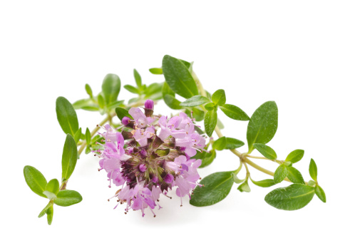 Thyme flowers,aromatic herb in bloom