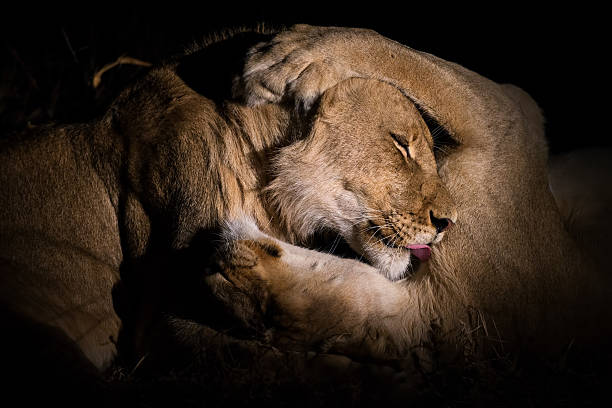 istock Male & Female lion cuddle 180349880