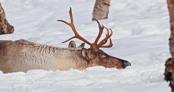 A reindeer resting in a wintery landscape, surrounded by trees covered in snow.