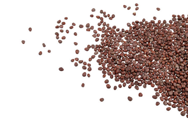 istock Round radish sprout seeds. White background - top view 1803511494
