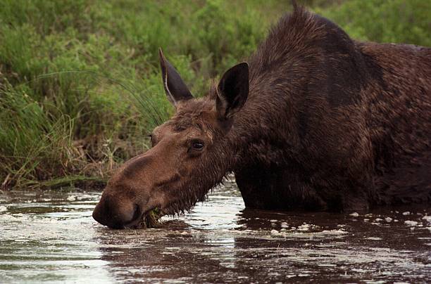 MAINE MOOSE Alces alces cow moose stock pictures, royalty-free photos & images