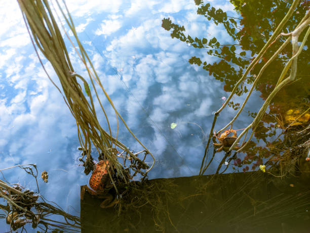 istock crab and frog hanging on Cissus verticillata roots 1803520001