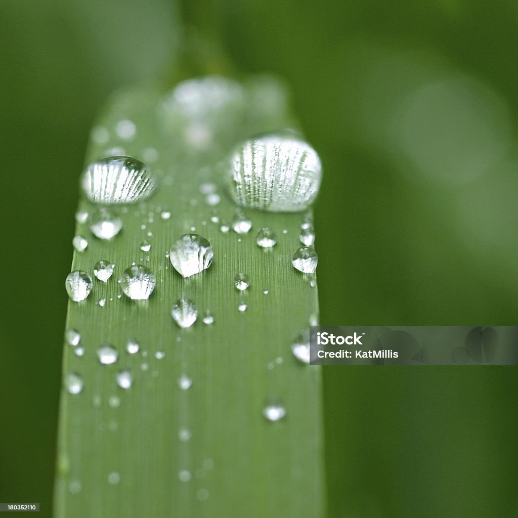 Crystal Tau auf dem Gras - Lizenzfrei Fotografie Stock-Foto