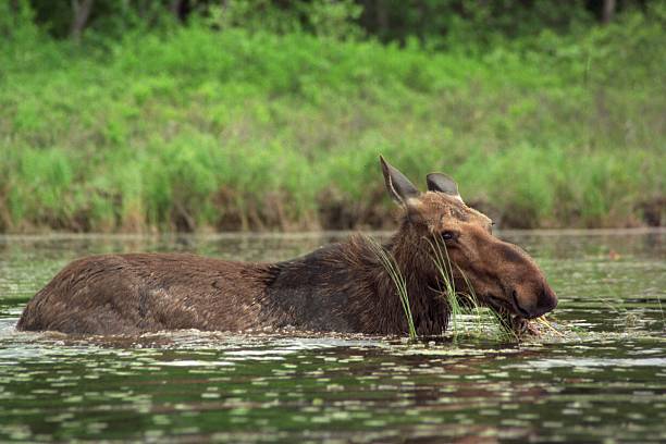 MAINE MOOSE Alces alces cow moose stock pictures, royalty-free photos & images