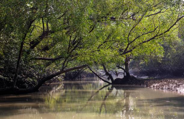 istock A canal in Sundarbans 1803522151