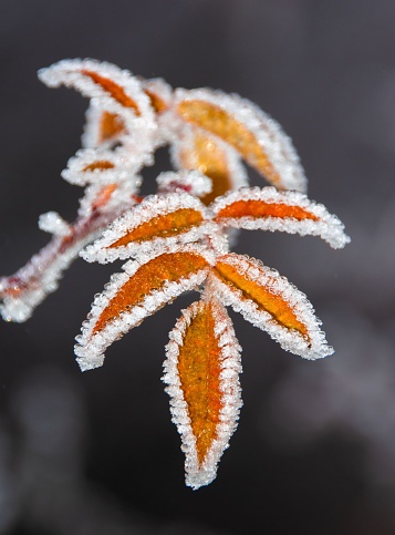 A closeup of a branch with yellowed leaves and frozen edges.