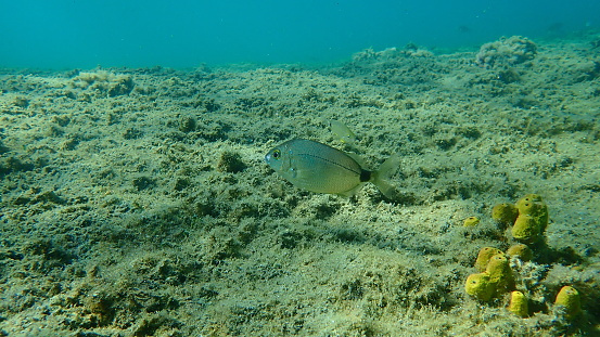 Annular sea bream (Diplodus annularis) undersea, Aegean Sea, Greece, Halkidiki