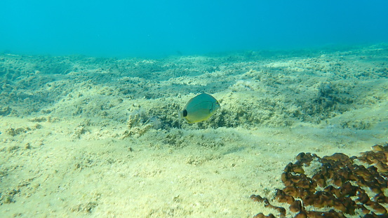 Annular sea bream (Diplodus annularis) undersea, Aegean Sea, Greece, Halkidiki
