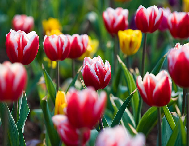 istock tulips in the garden 180354600
